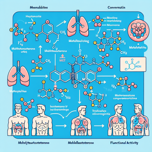 Metabolites of methyltestosterone and their activity