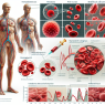 Hematocrit and red blood cell changes from turinabol iniettabile